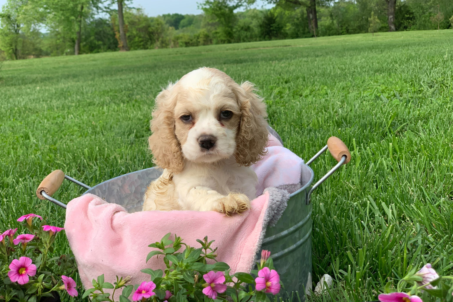 Cocker Spaniel Cost The Ultimate Guide For Spaniel Lovers