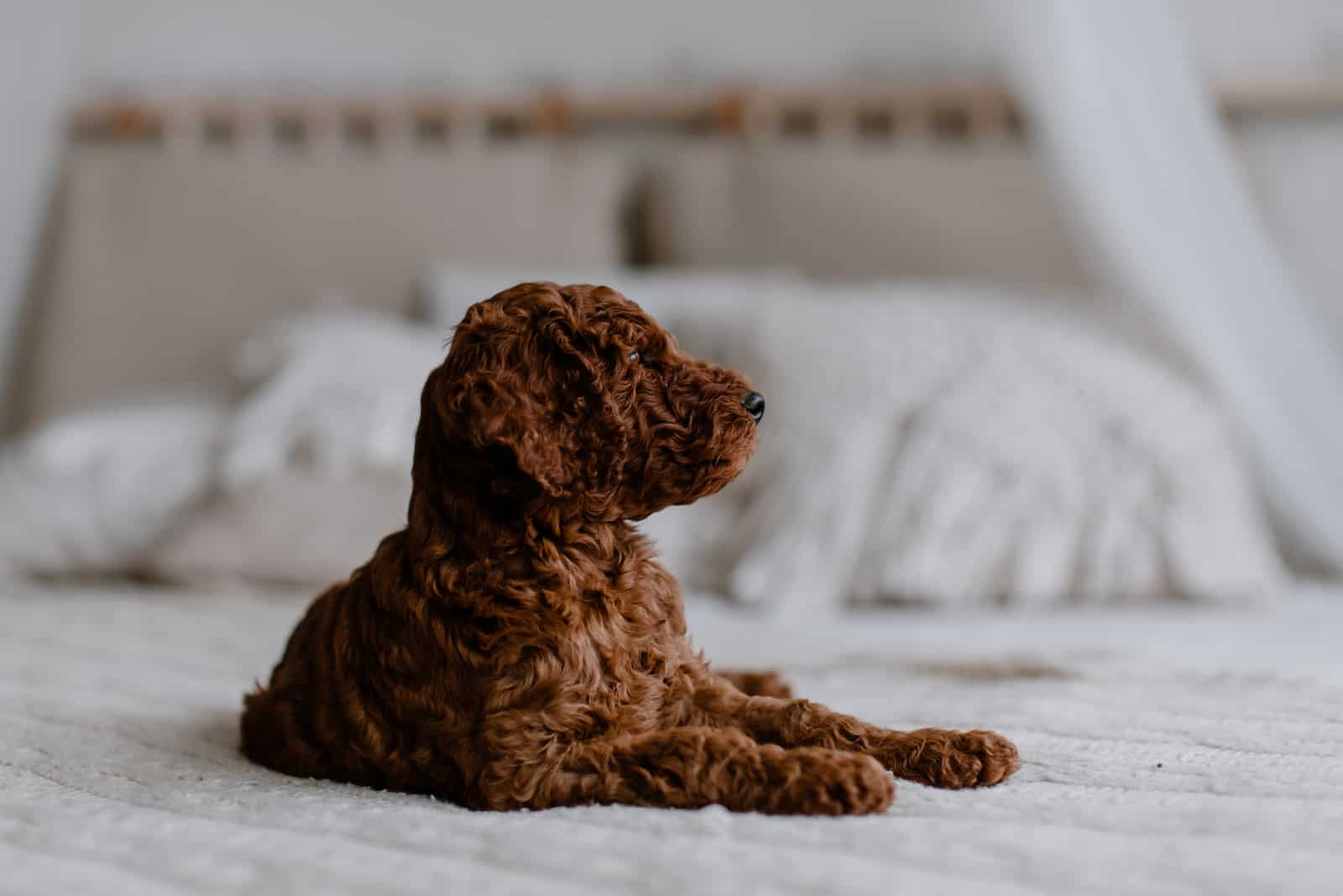 cute red poodle on the bed