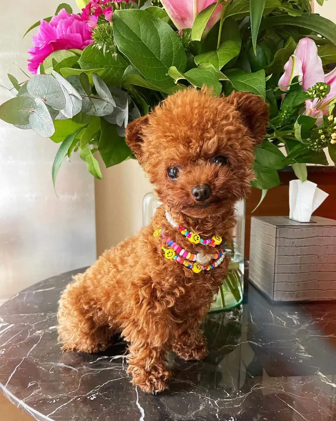 cute red toy poodle on the table