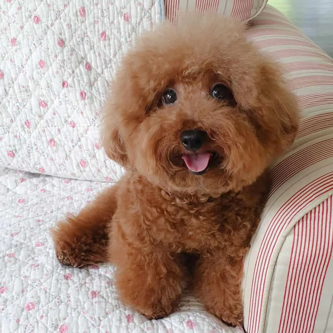 cute red toy poodle