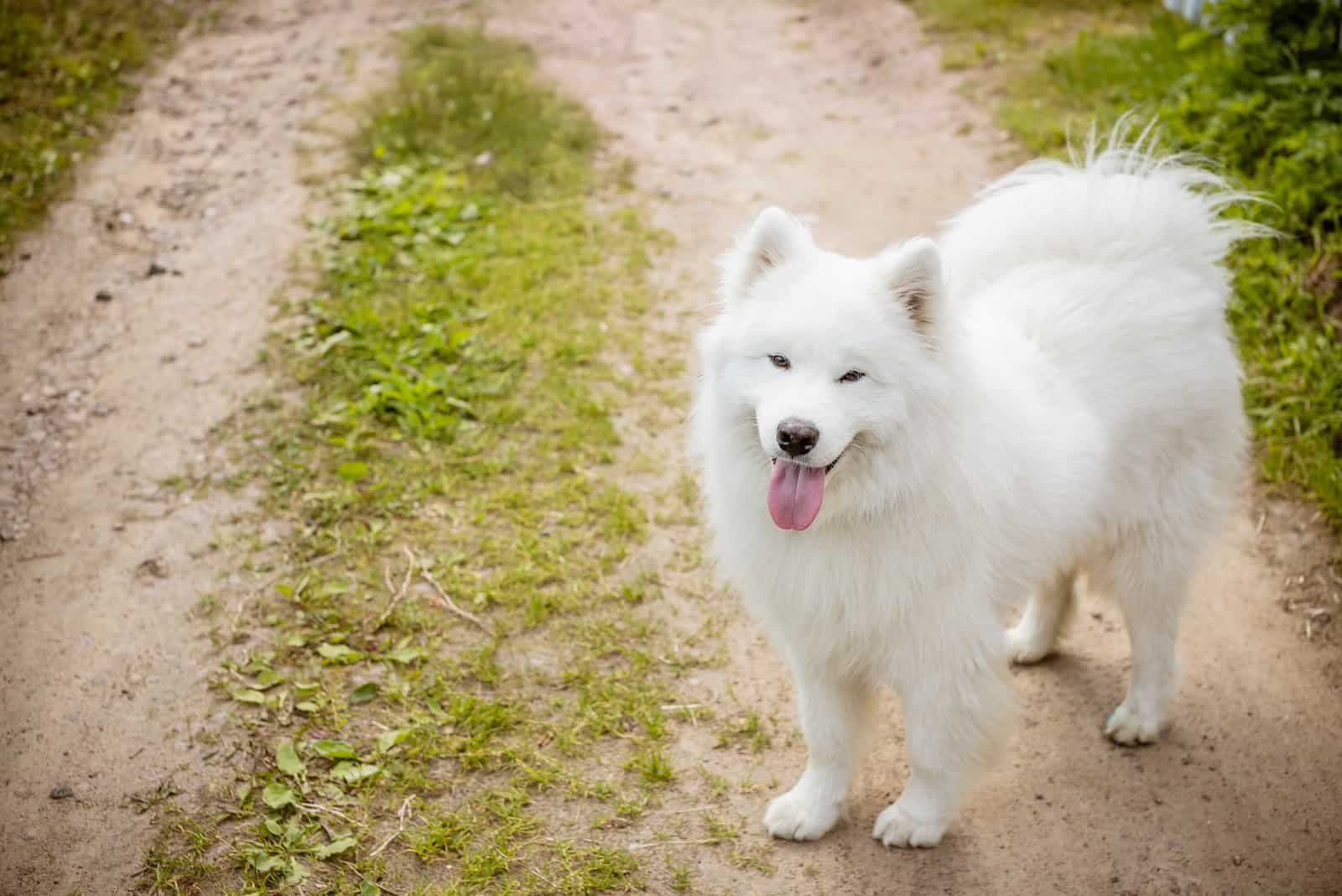 cute samoyed tongue dog in the park path
