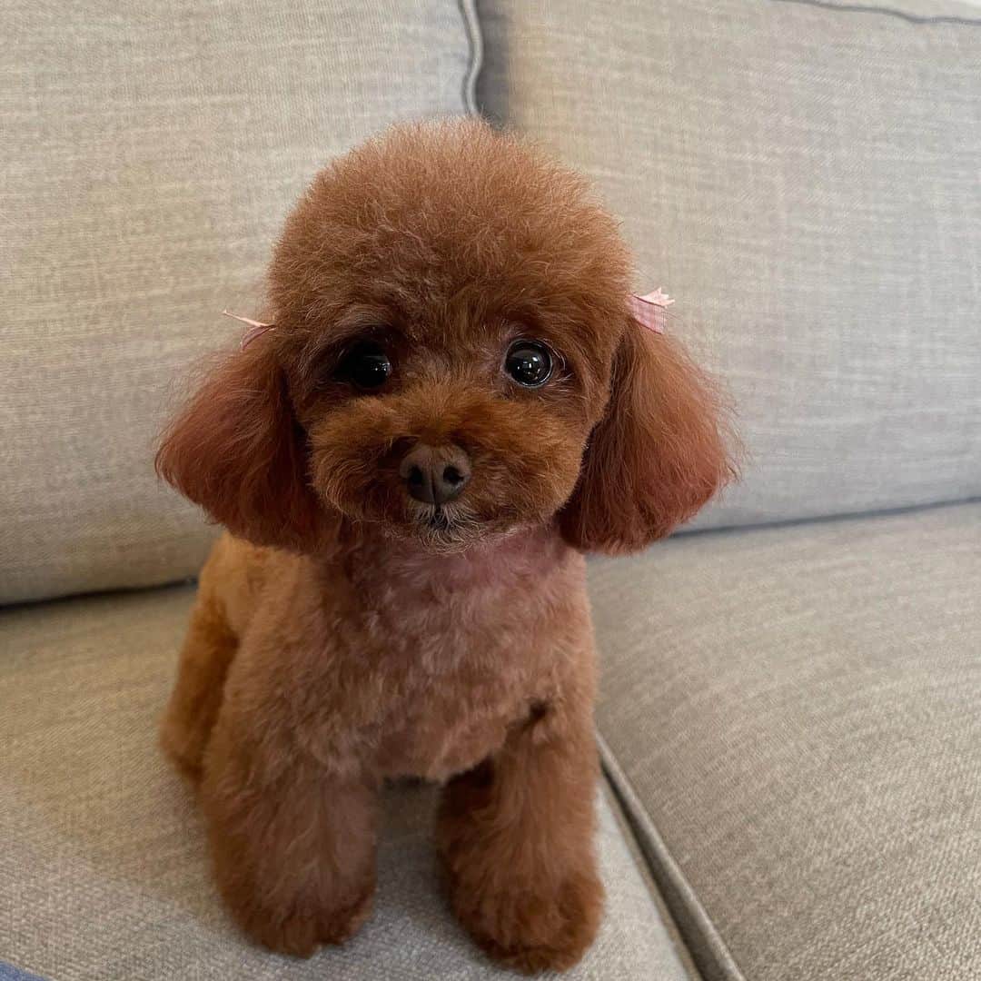 cute teacup red poodle