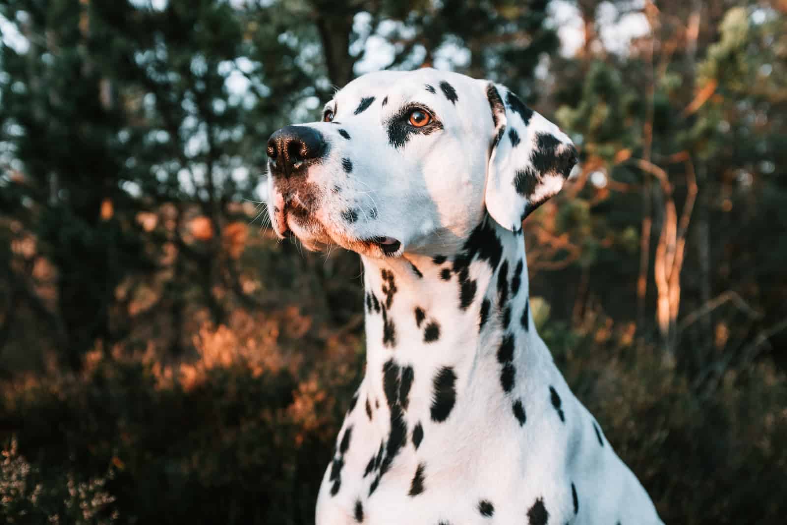 dalmatian dog with black spots standing in forest