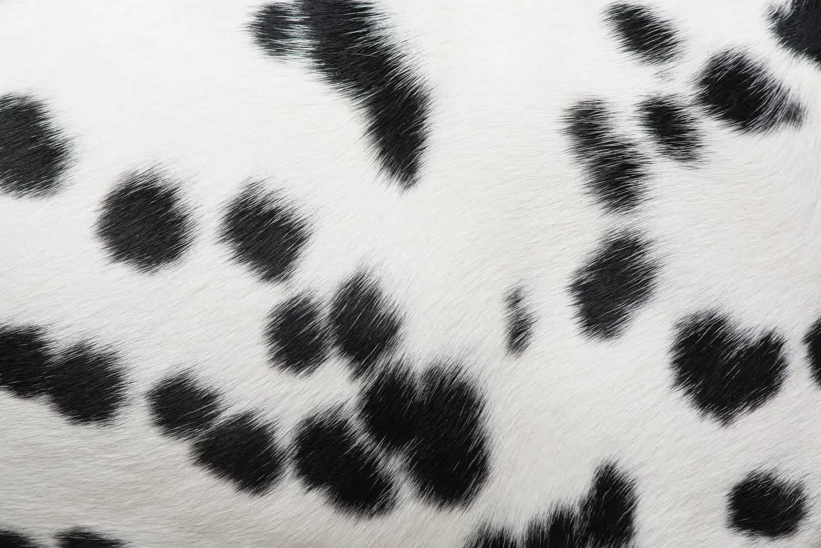 dalmatian spots pattern