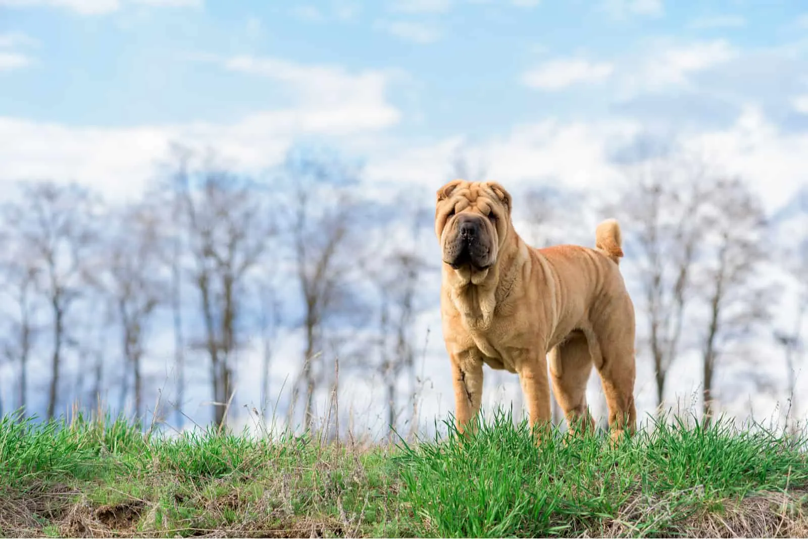 dog breed Shar Pei in nature