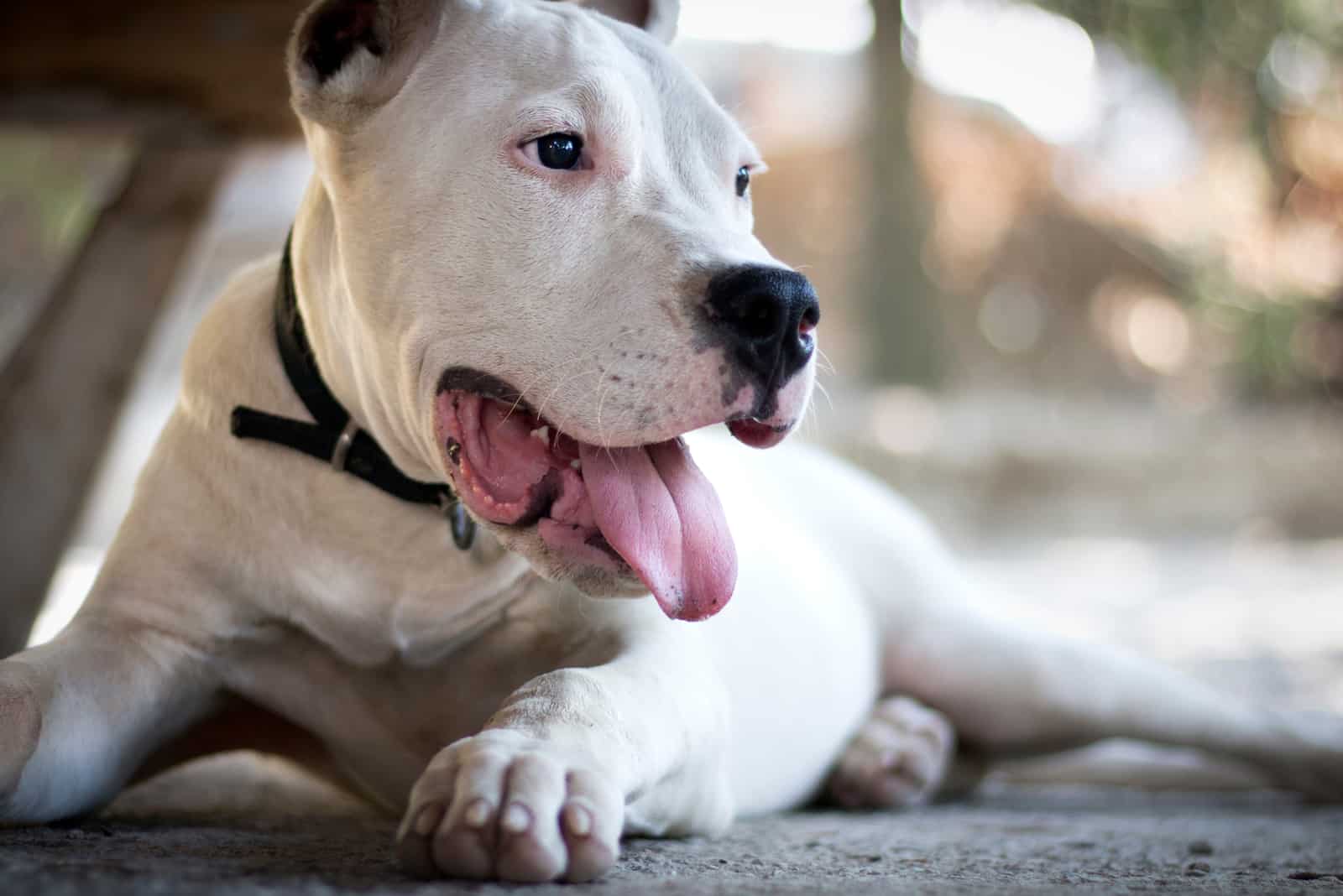  dogo argentino liggende på bakken