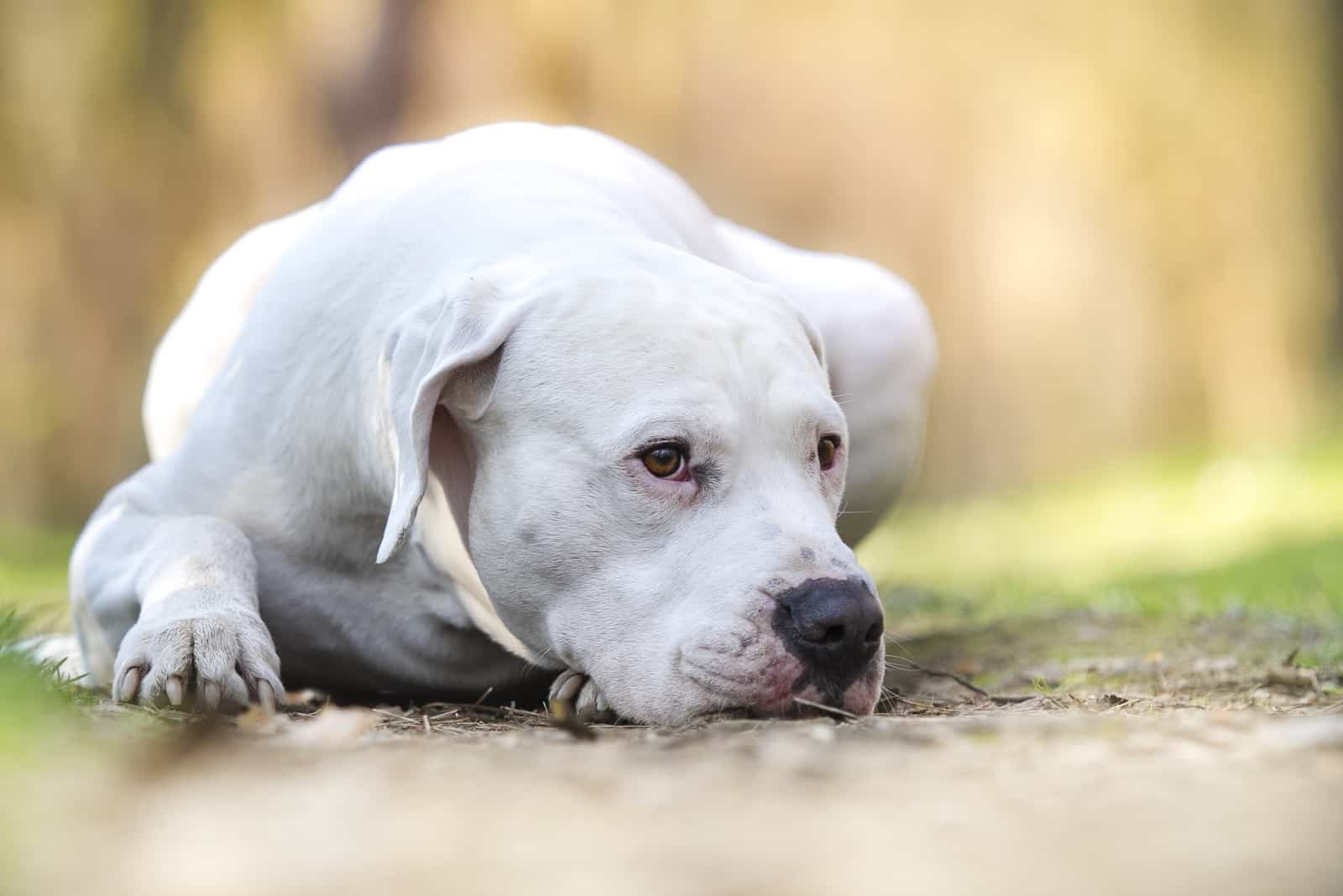 dogo argentino a földön fekve