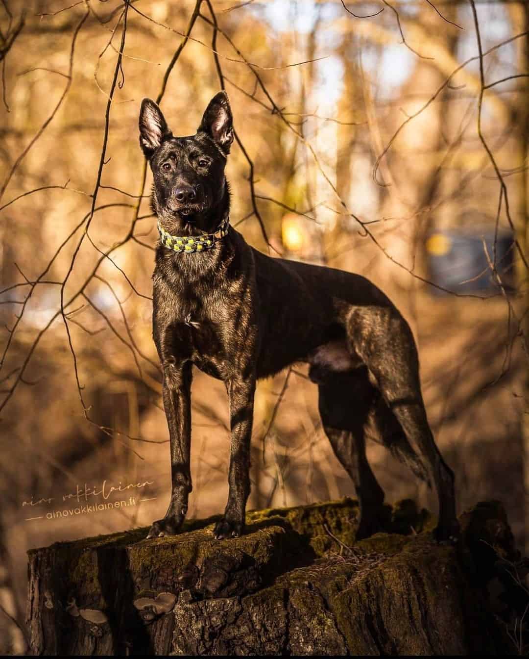 dutch shepherd belgian malinois mix