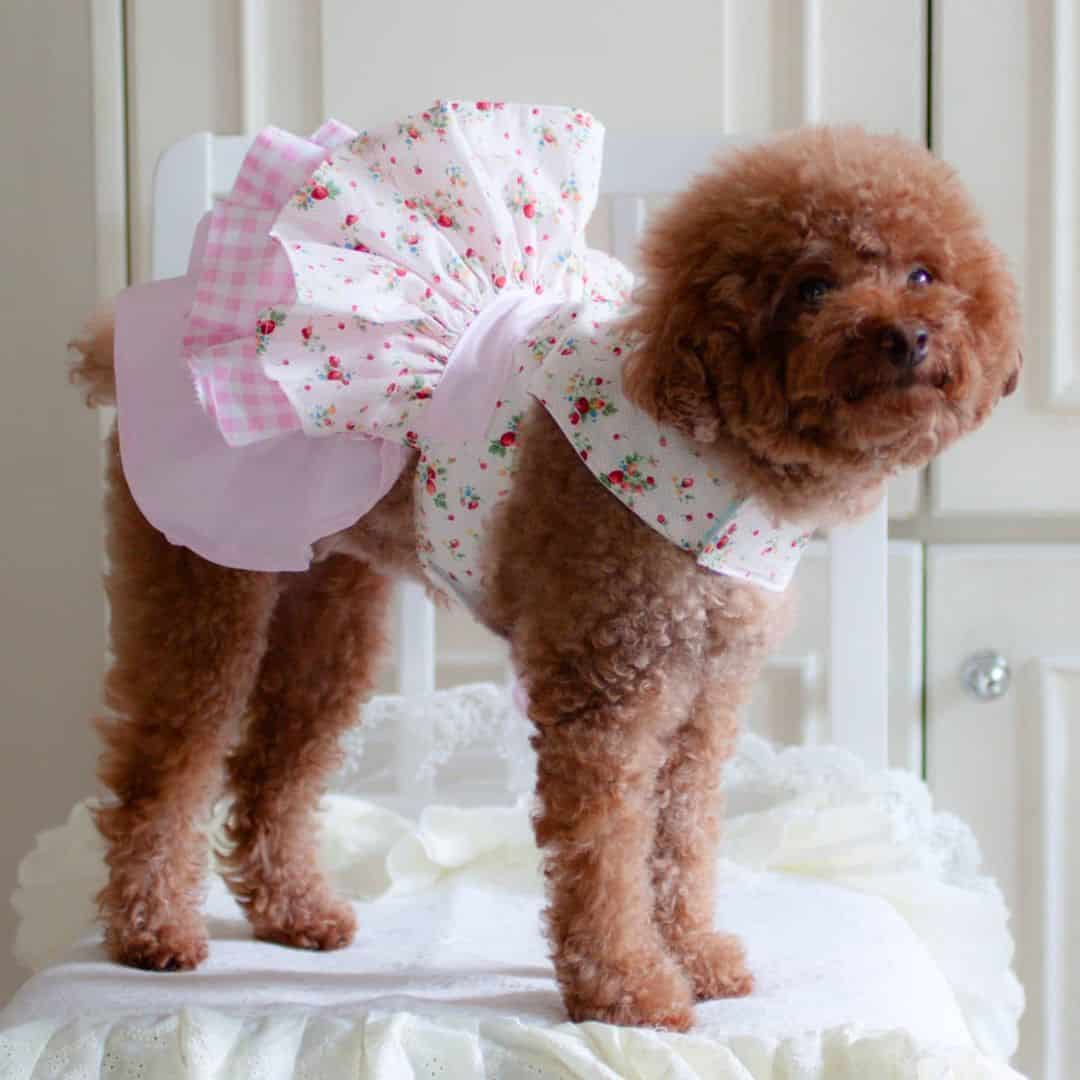 funny red toy poodle