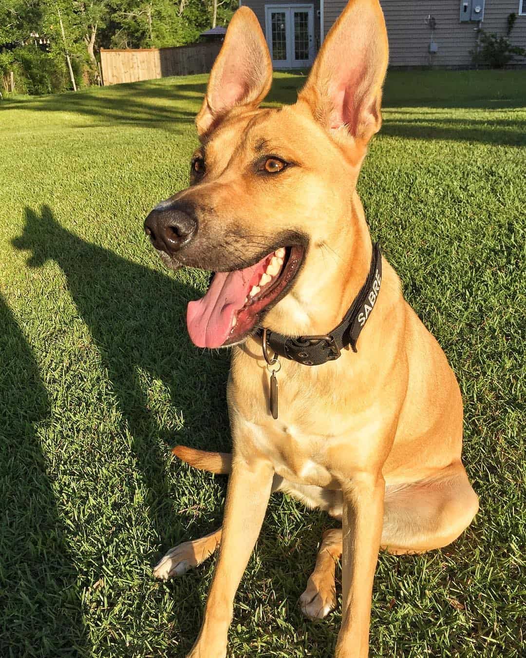 great dane belgian malinois mix