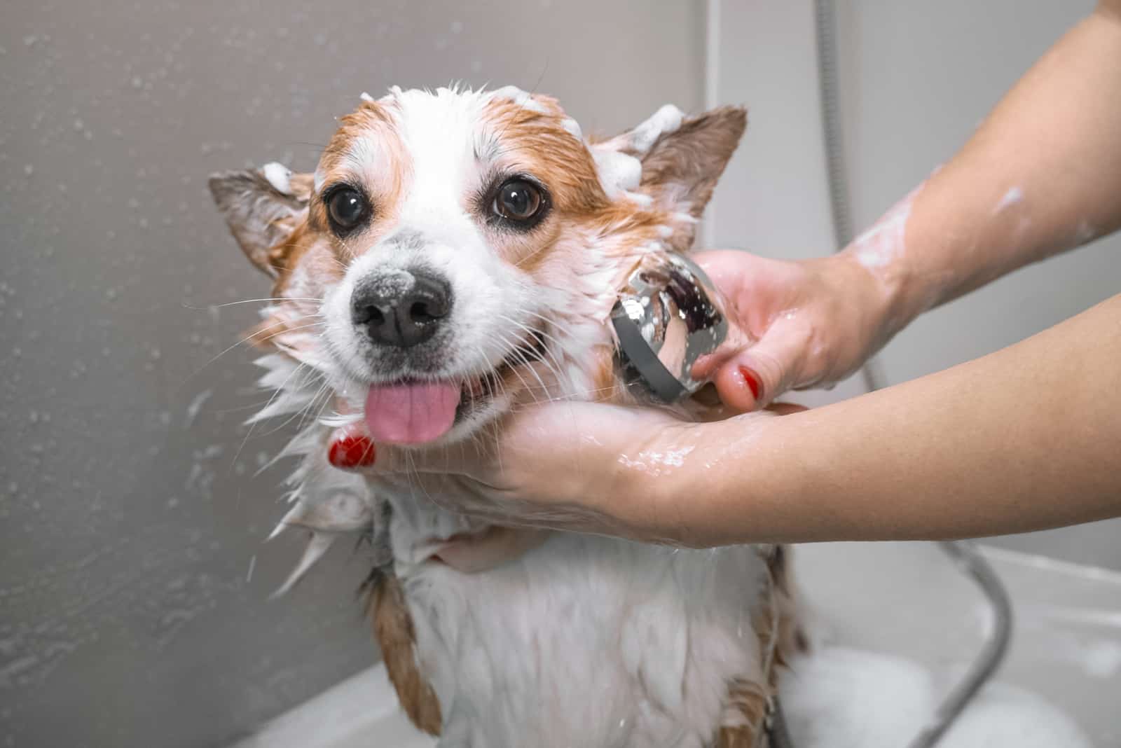 groomer bathing funny welsh corgi pembroke dog