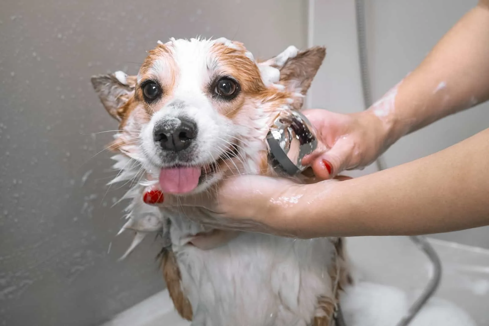 groomer bathing funny welsh corgi pembroke dog
