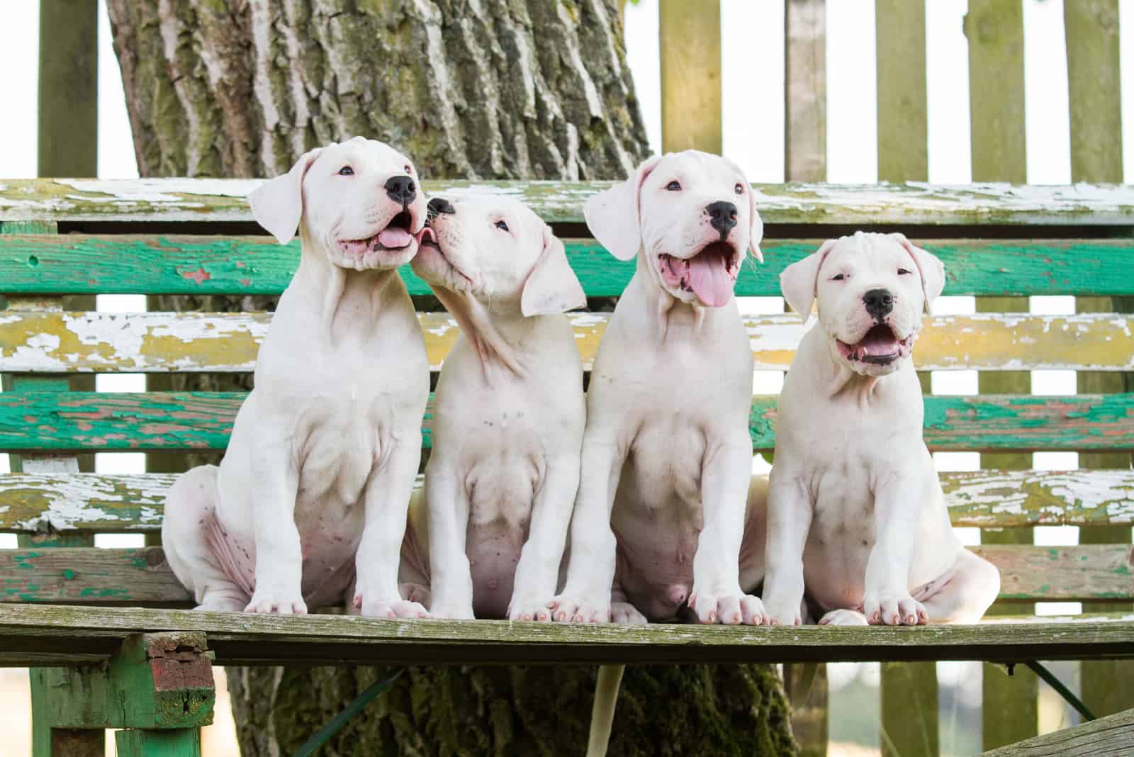 gruppo di cuccioli dogo argentino 