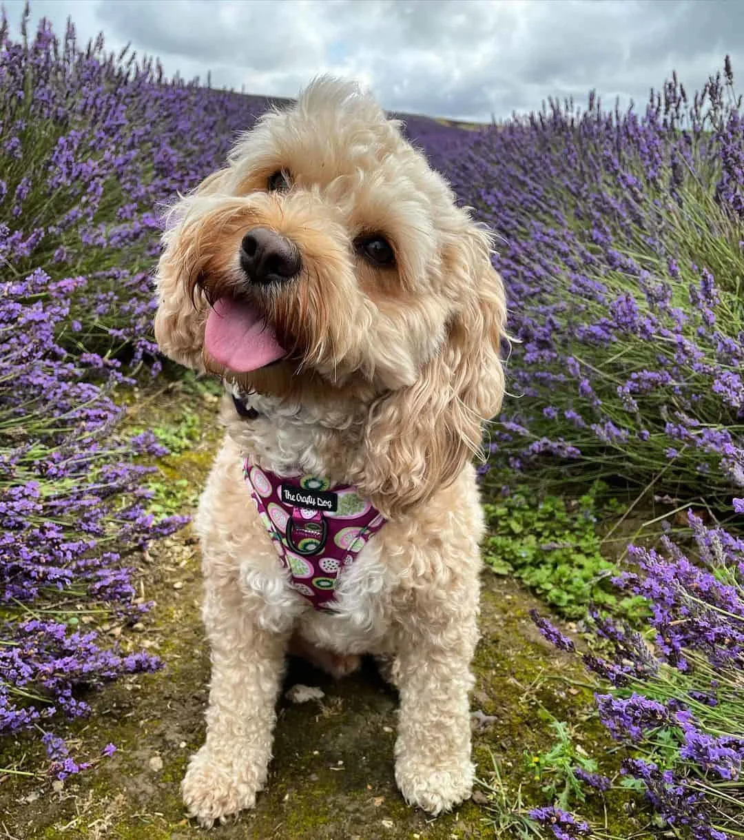 happy Cavapoo dog in nature