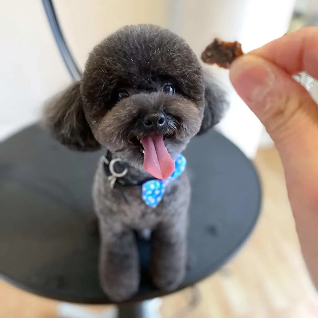 happy little blue poodle