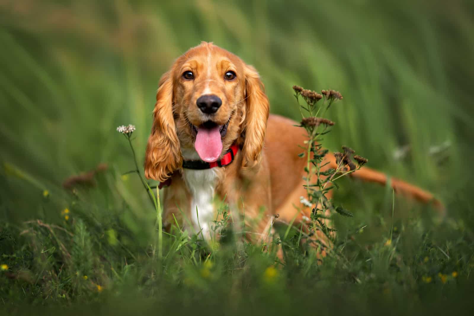 happy red cocker spaniel puppy portrait outdoors