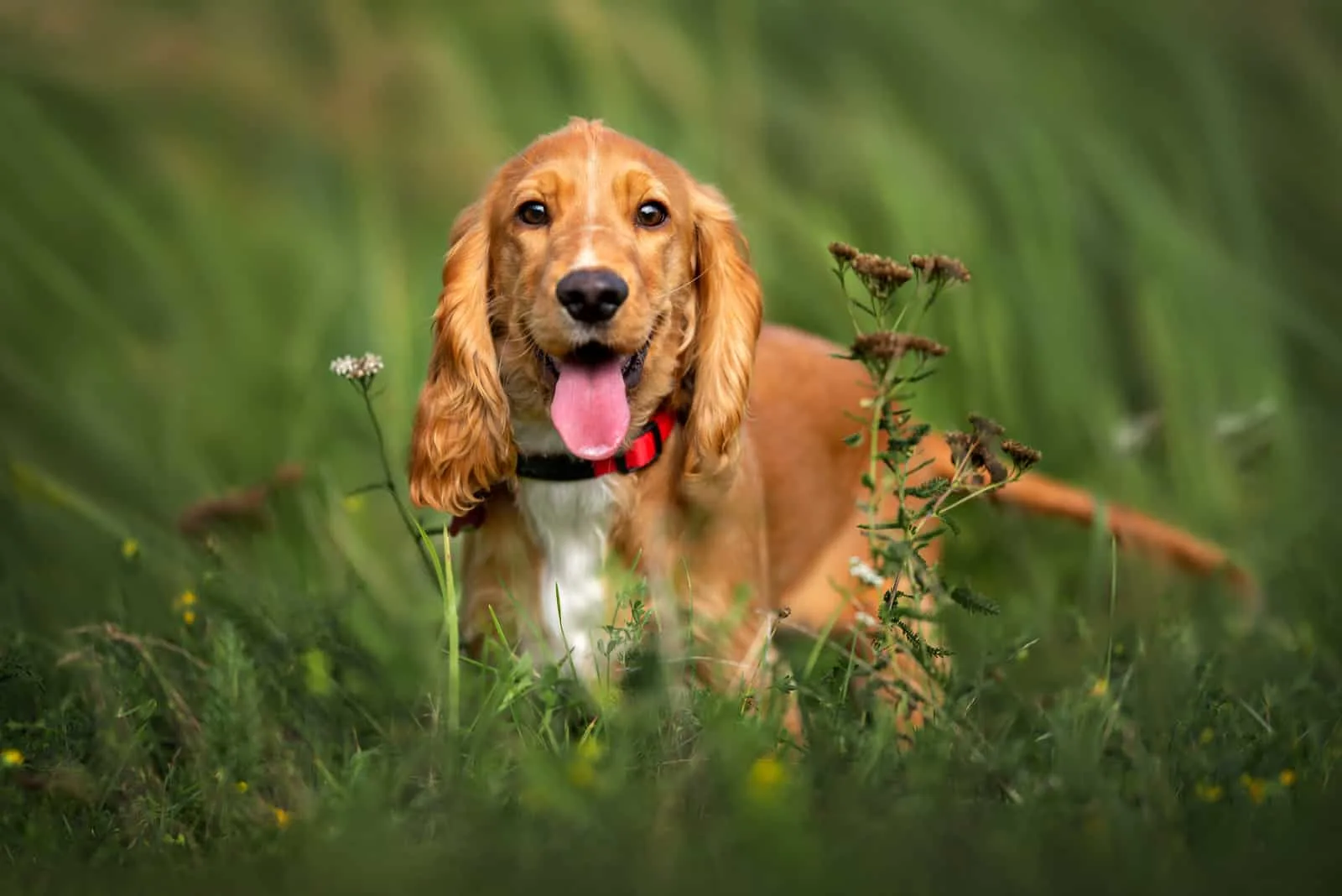 happy red cocker spaniel puppy portrait outdoors