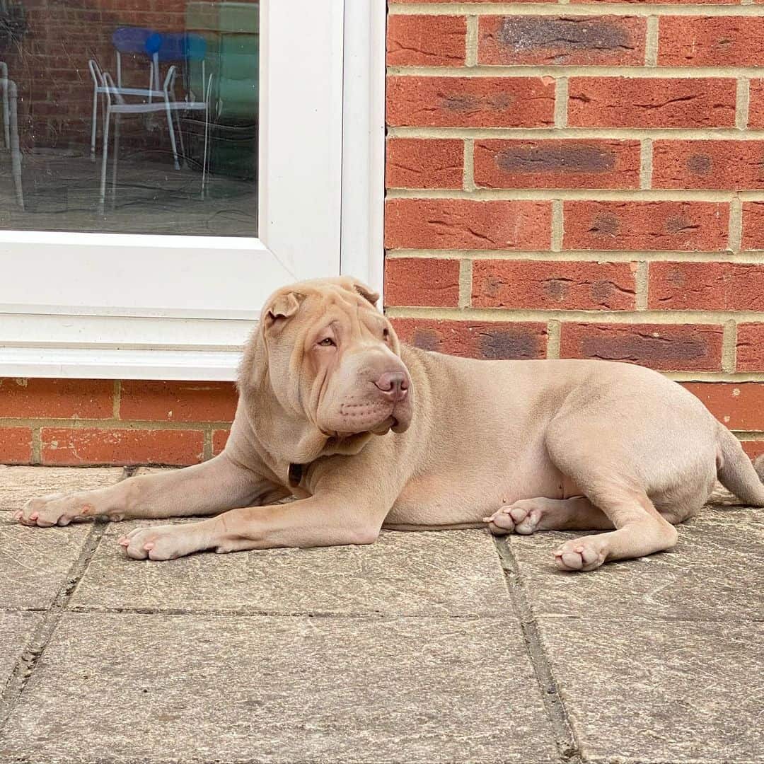 isabella shar pei