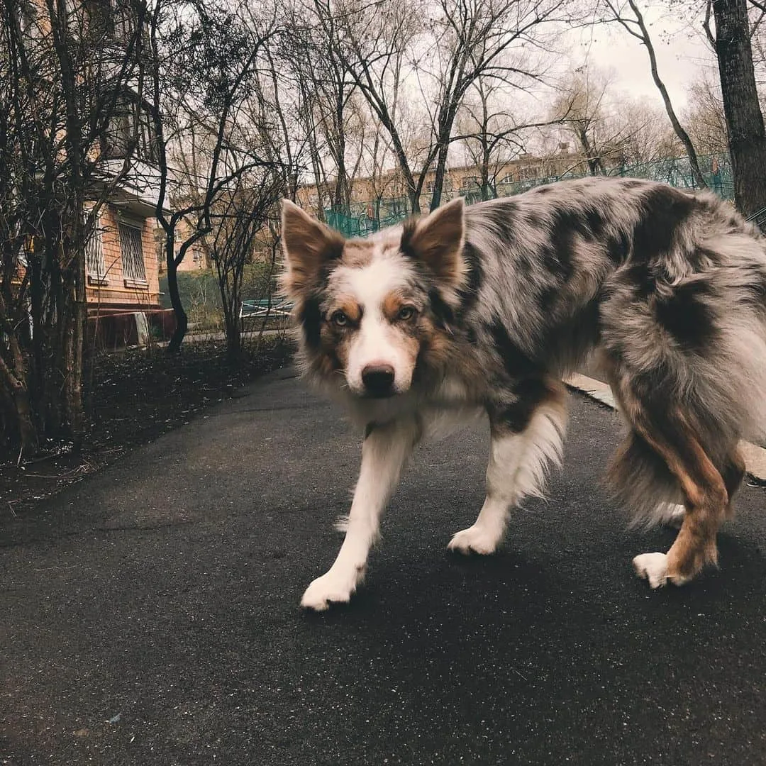 lilac merle border collie