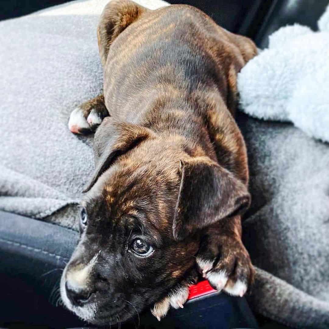 little cane corso boxer mix in a car