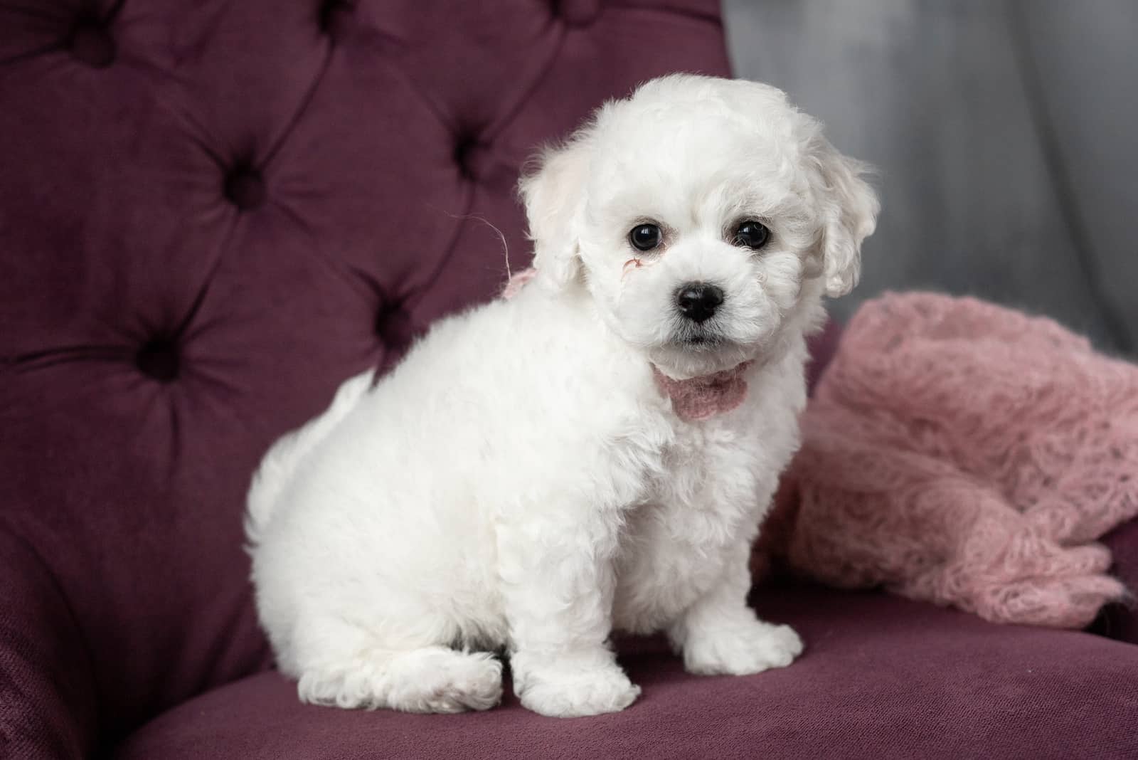 Bichon Frise Colors Is White Really the Only Option 