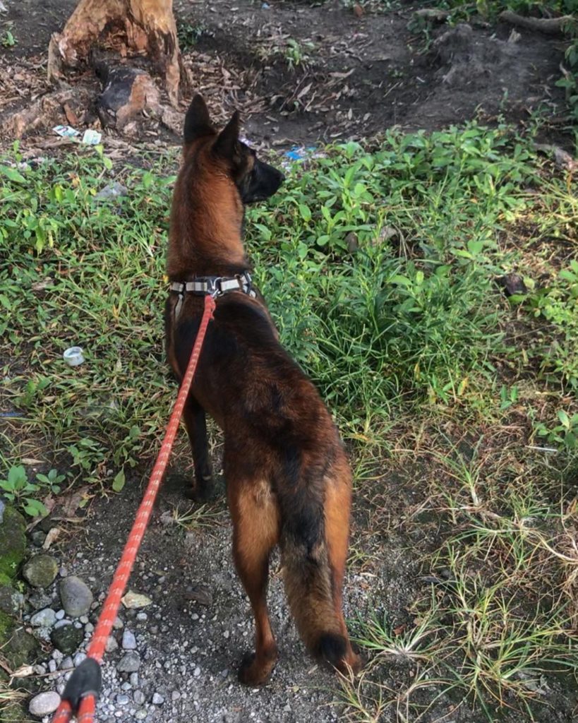 All Belgian Malinois Colors Explained What Colors Are Up To The Breed