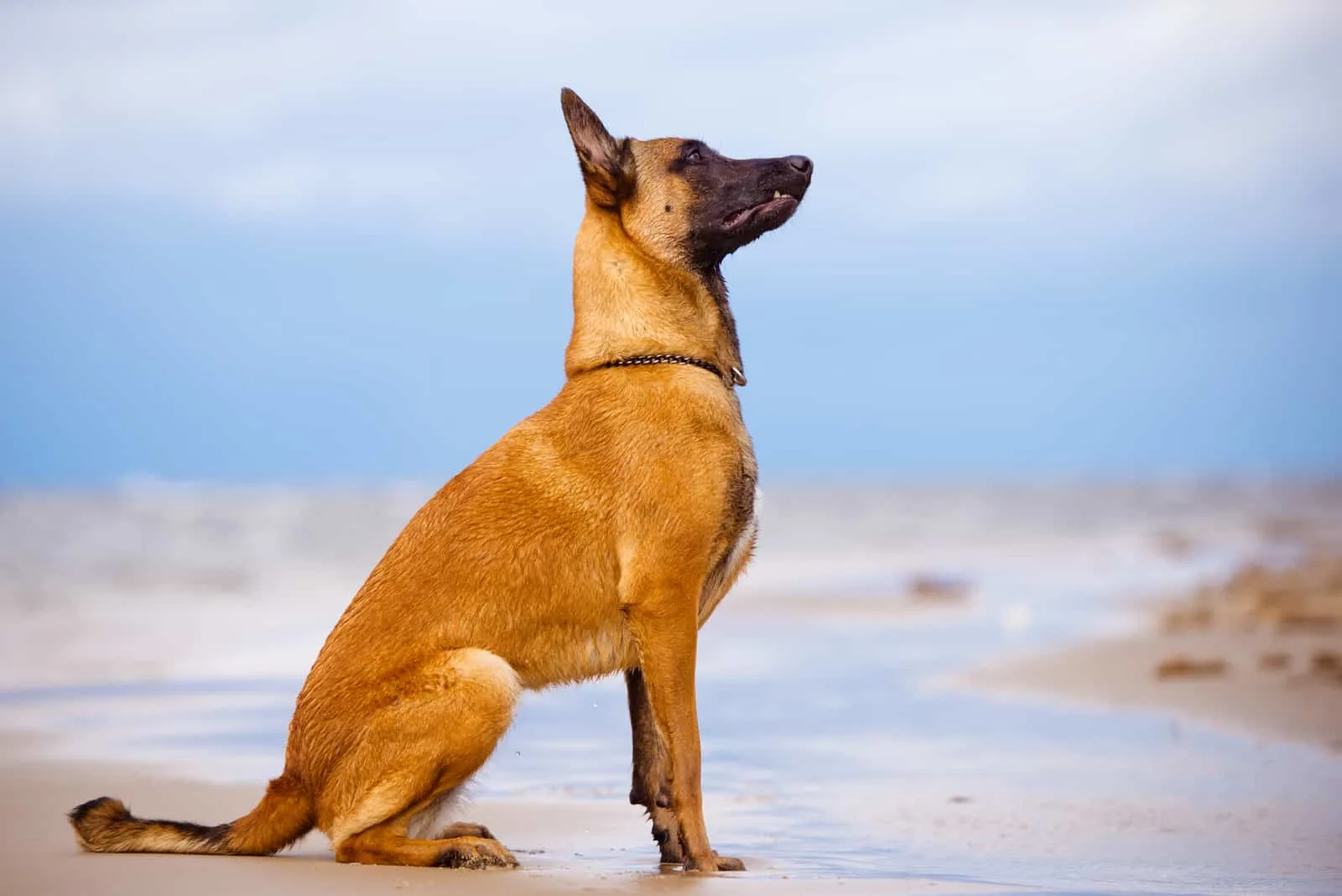 belgian malinois dog on the beach