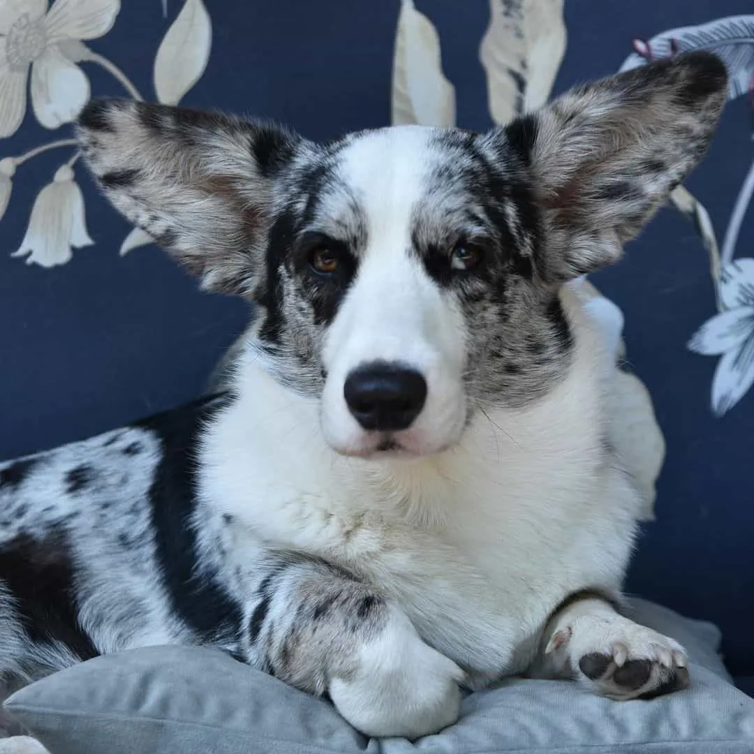 merle corgi dog lying indoors