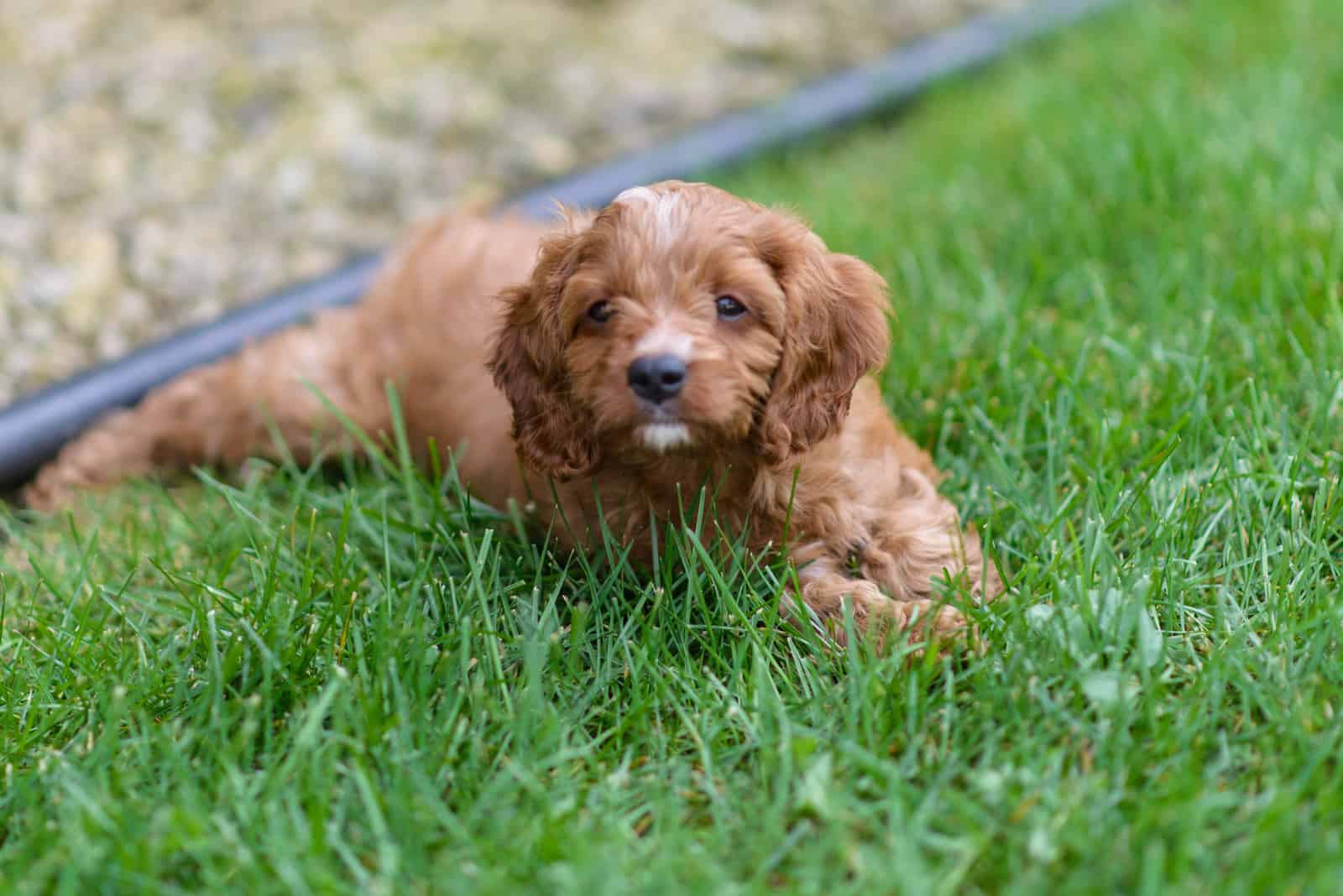 mixed -breed puppy of Cavalier King Charles Spaniel and Poodle