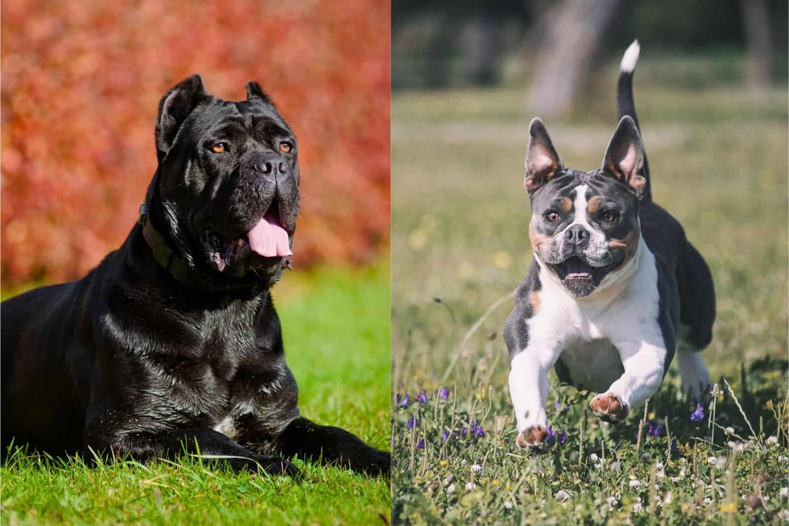 old english bulldog and cane corso