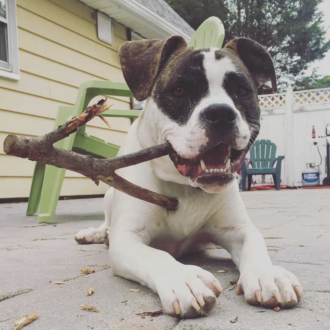 olde english bulldoge pitbull mix