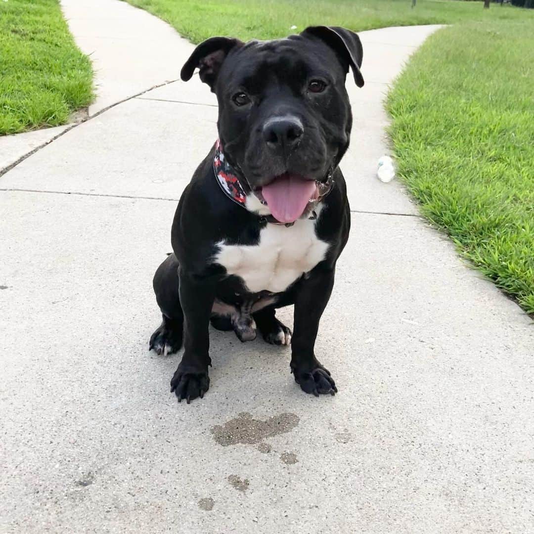 olde english bulldogge pitbull mix