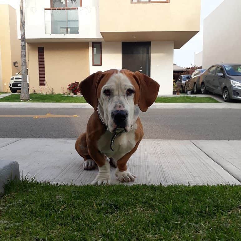 pitbull basset hound mix