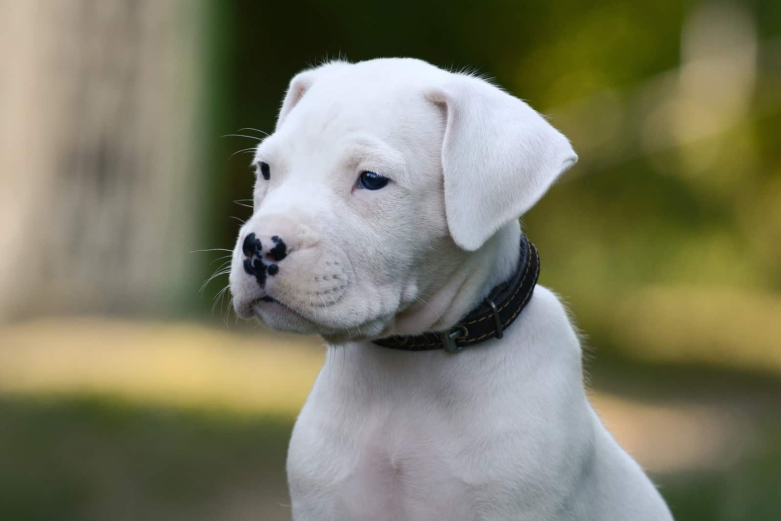  puppy Dogo Argentino på grønn bakgrunn 