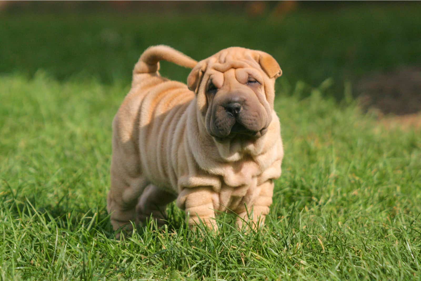 puppy Shar Pei Dog outdoors