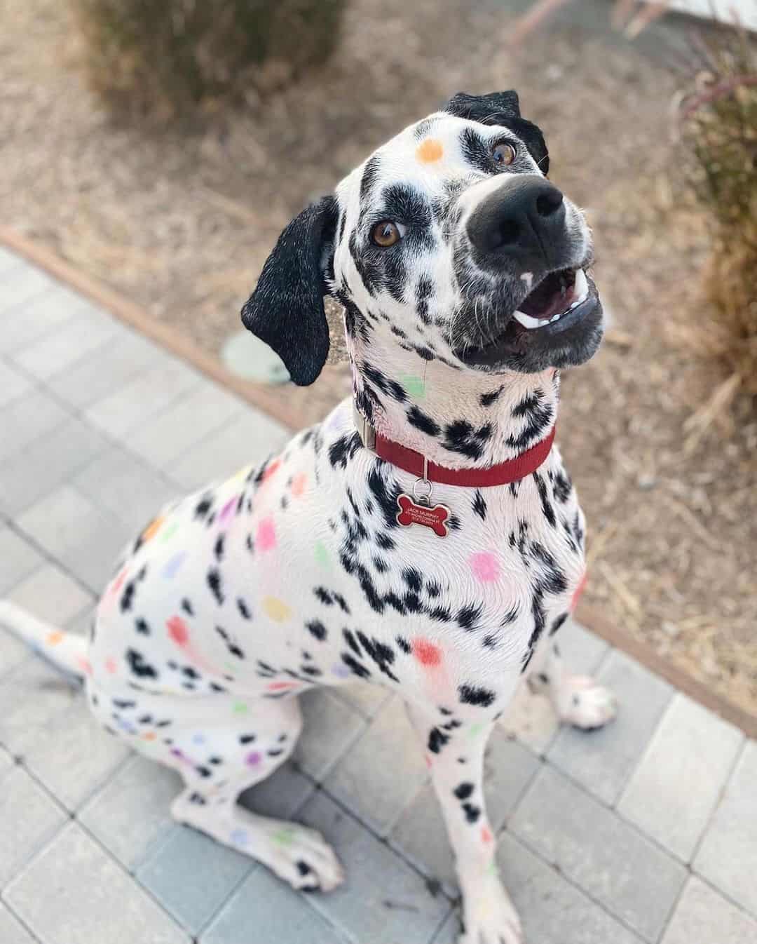 adorable rainbow dalmatian dog