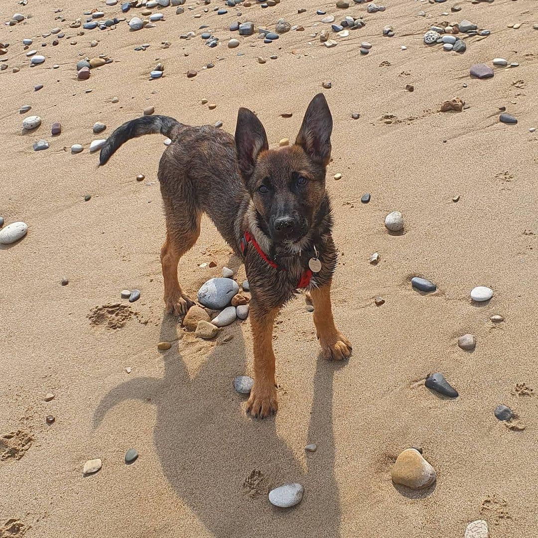 red belgian malinois