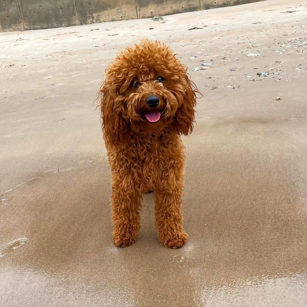red poodle on the beach