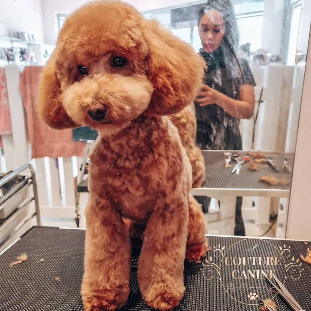 red poodle teddy bear cut