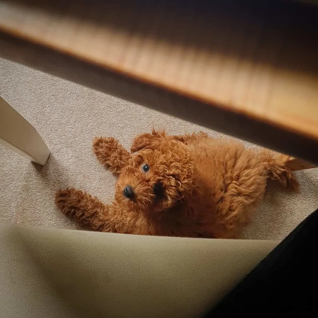 red poodle under the table