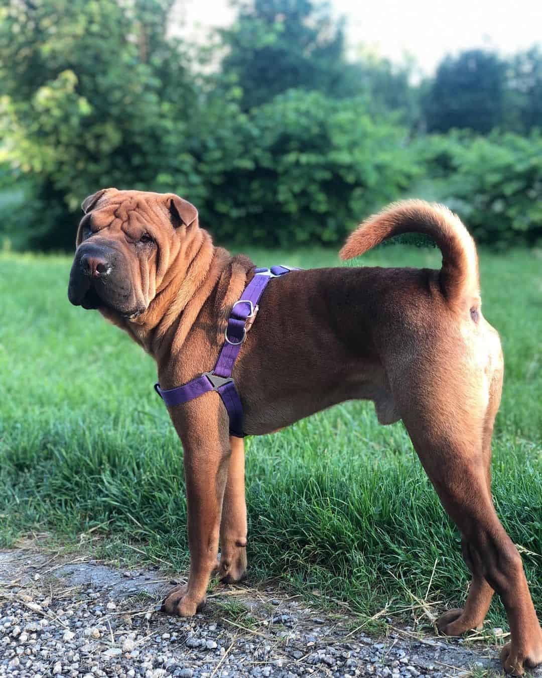 red shar pei