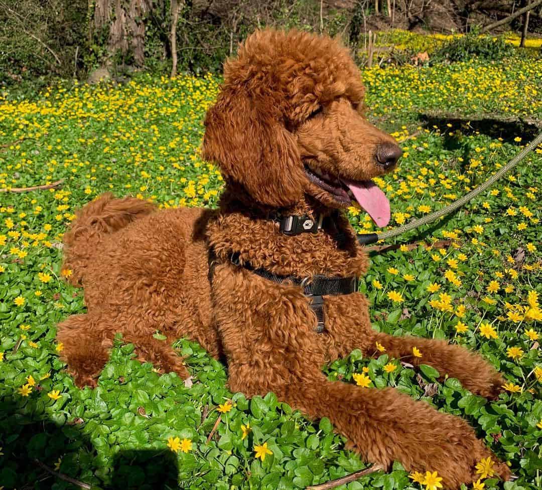 red standard poodle