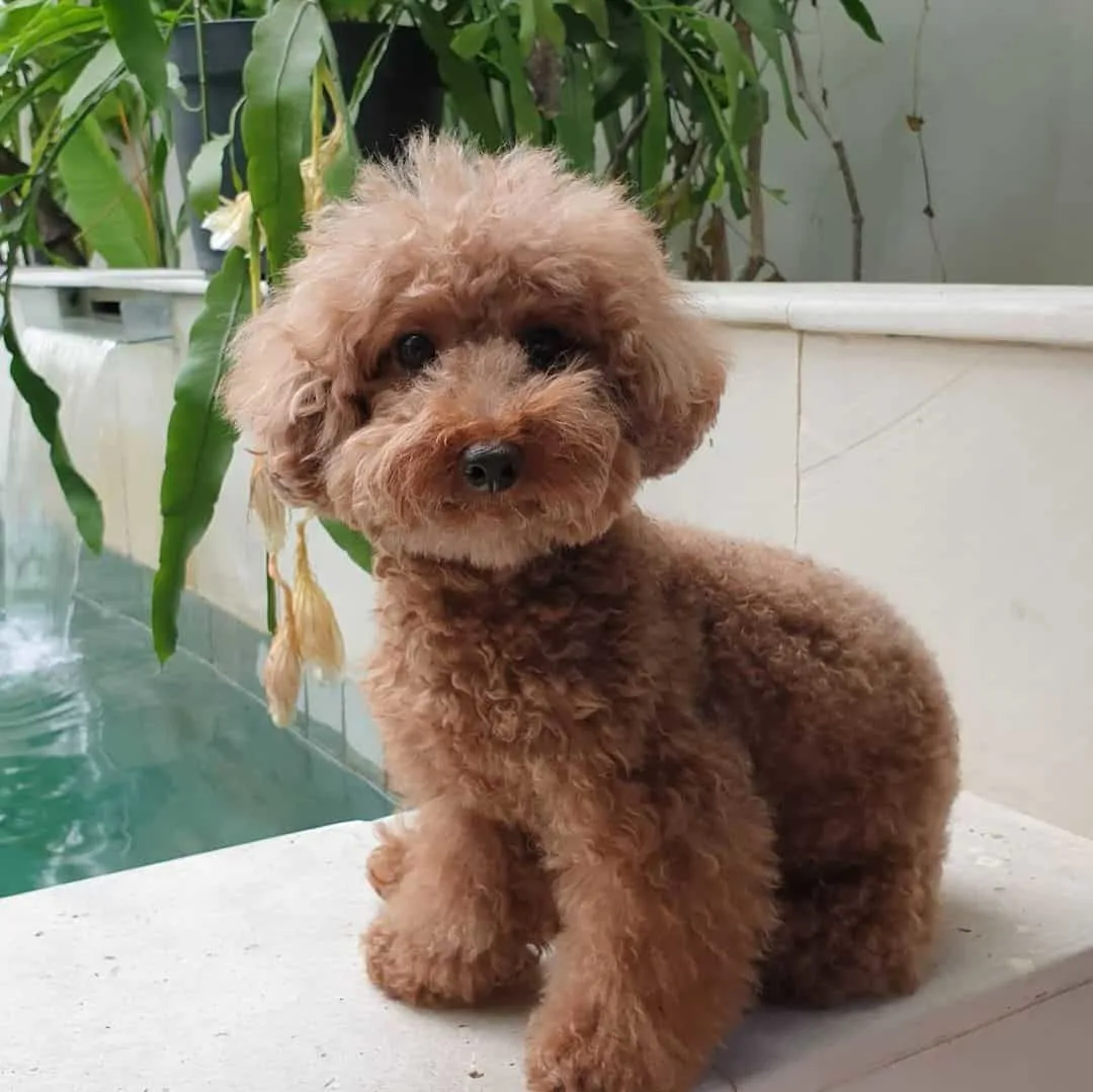 red toy poodle