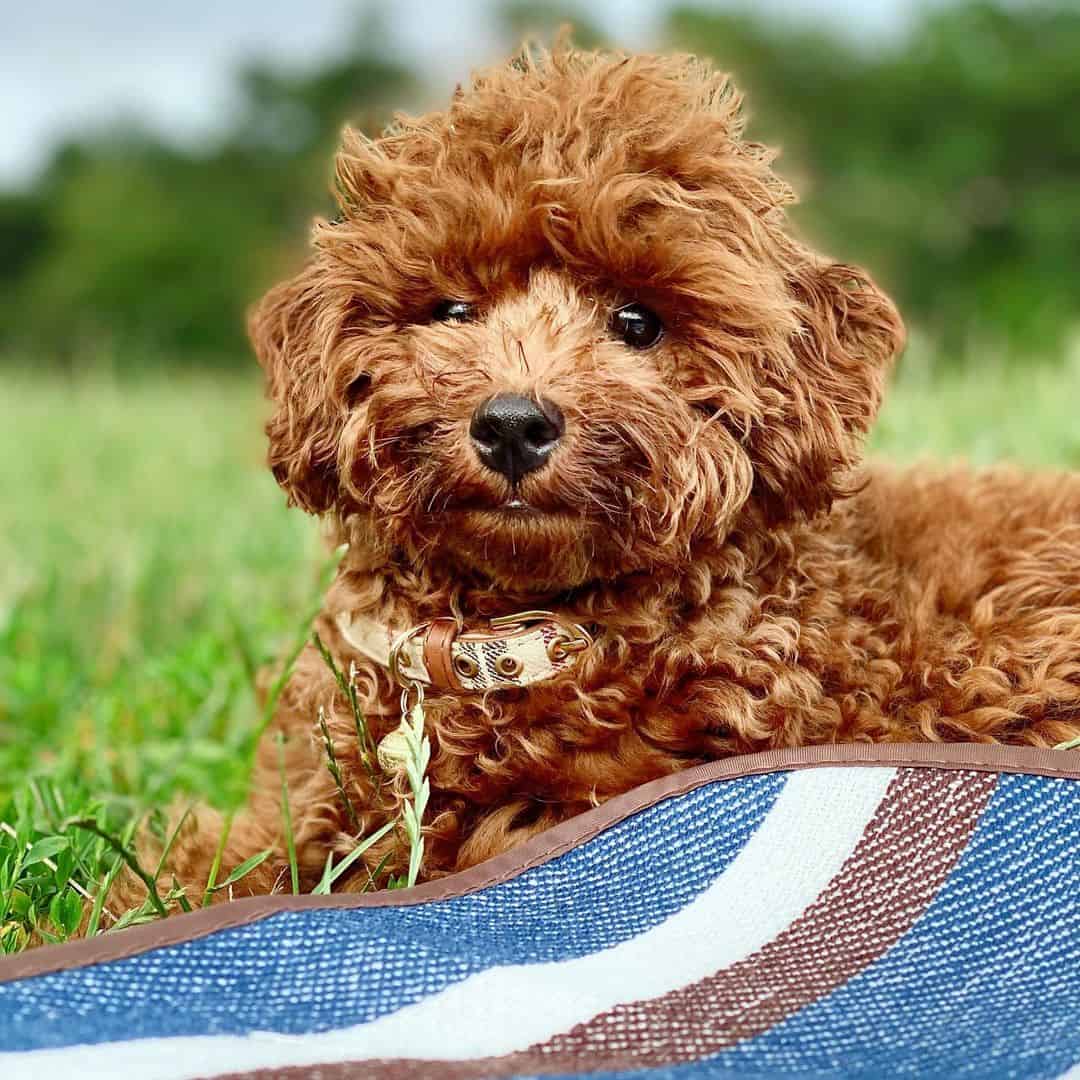 red toy poodle on the grass in the park