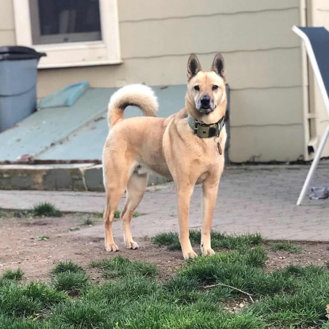 shiba inu german shepherd mix