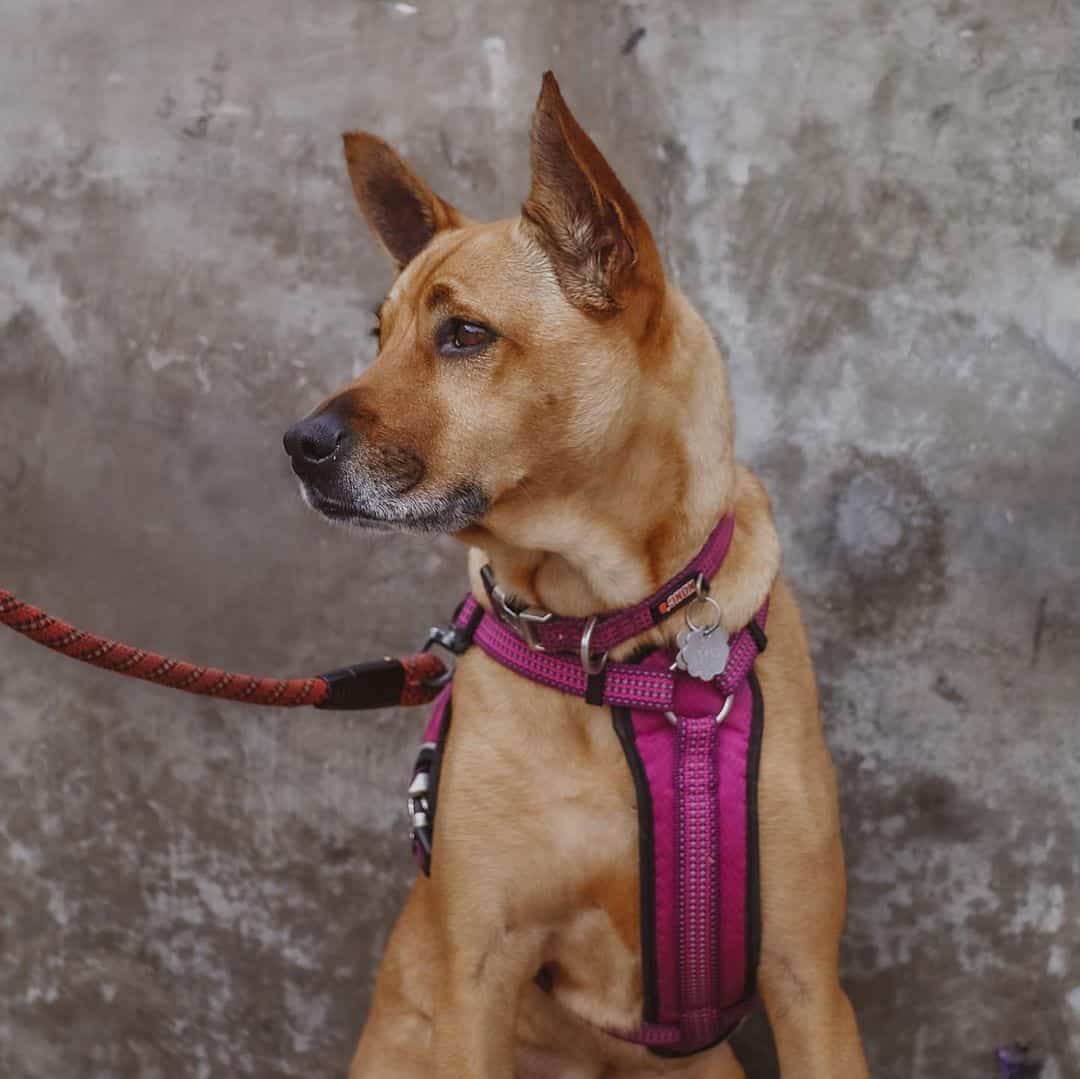 shiba shepherd dog outdoors