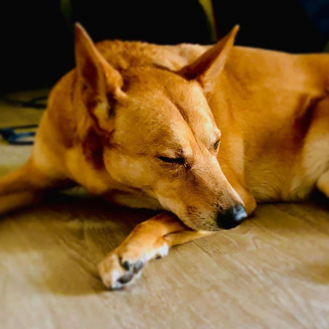 shiba shepherd sleepy