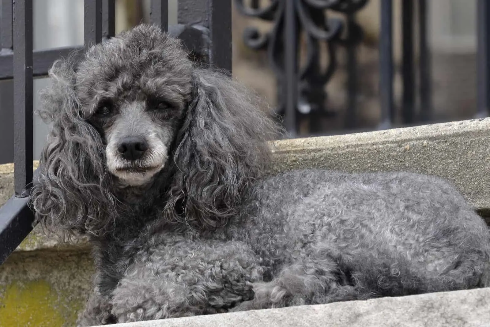 small gray poodle dog
