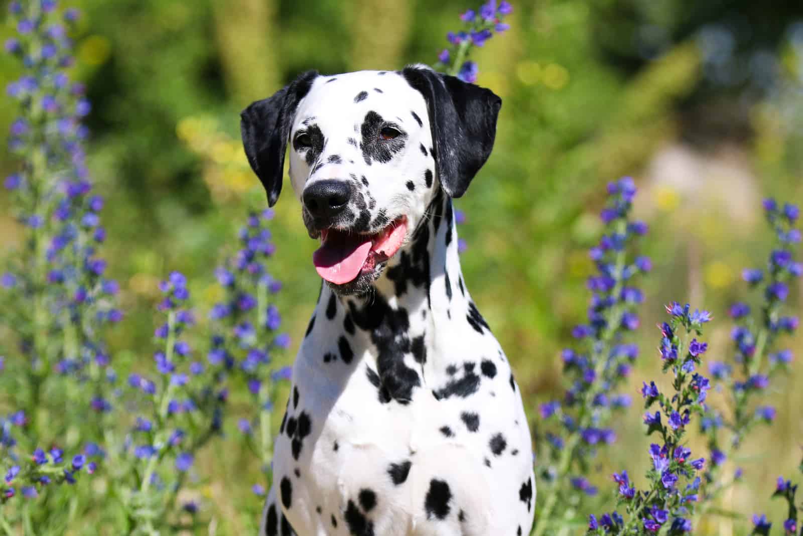 smiling dalmatian dog with black spots