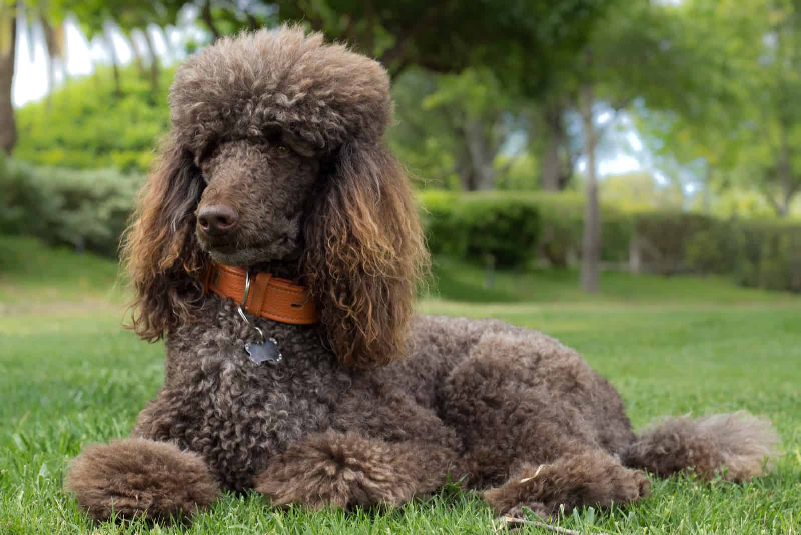 standard poodle laying in grass